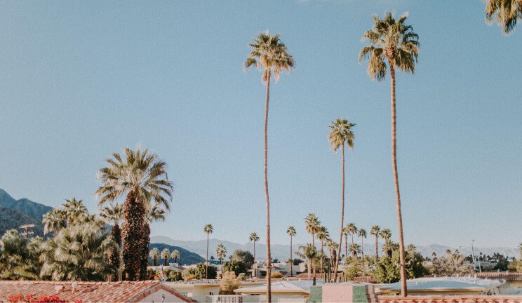 Title Loans in California 1 Palm trees