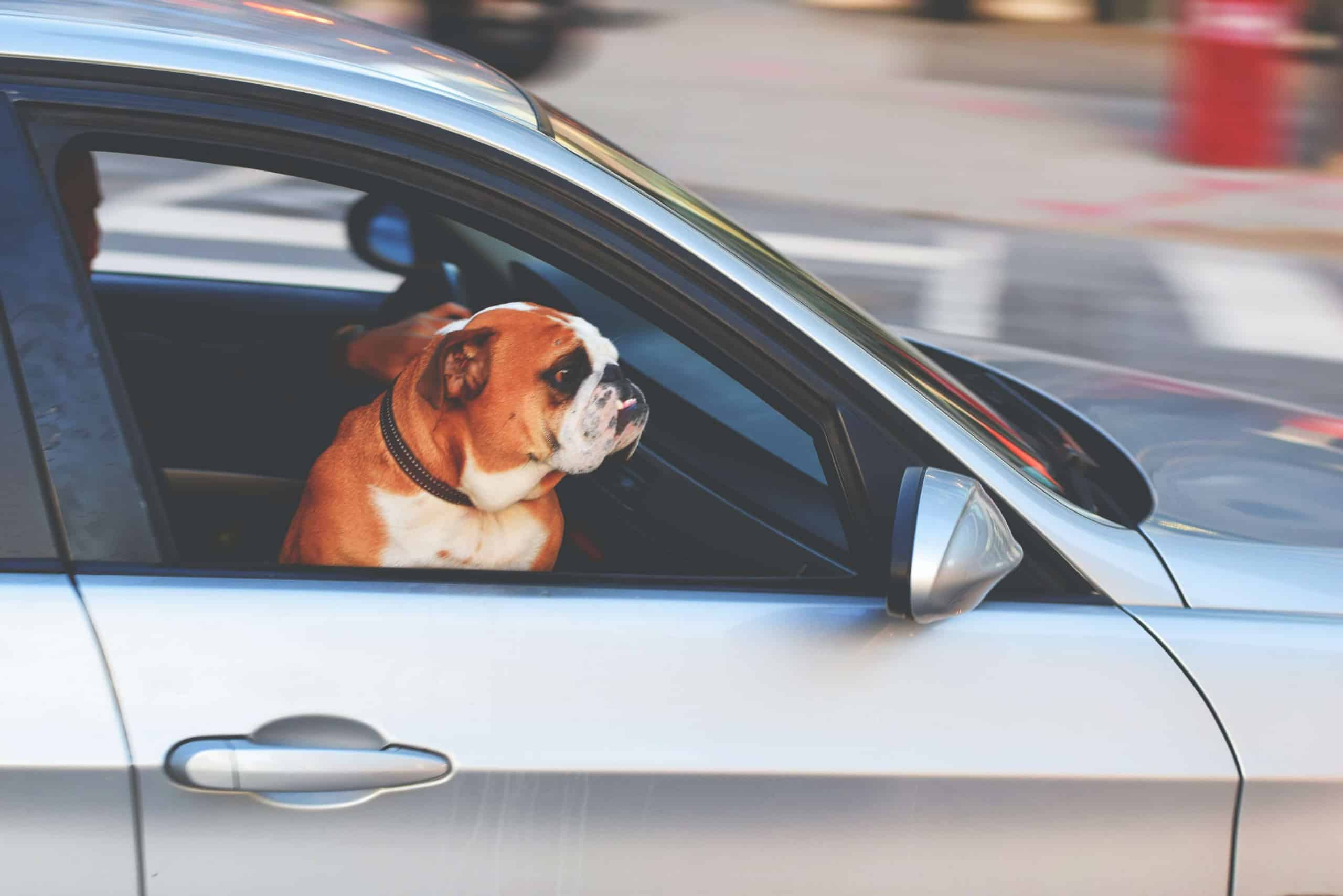 Car Title Loans in Michigan 1 dog in car