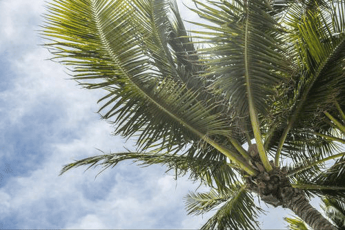 Préstamos de título en florida